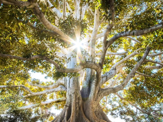 sun-light-passing-through-green-leafed-tree.jpg sun light passing through green leafed tree