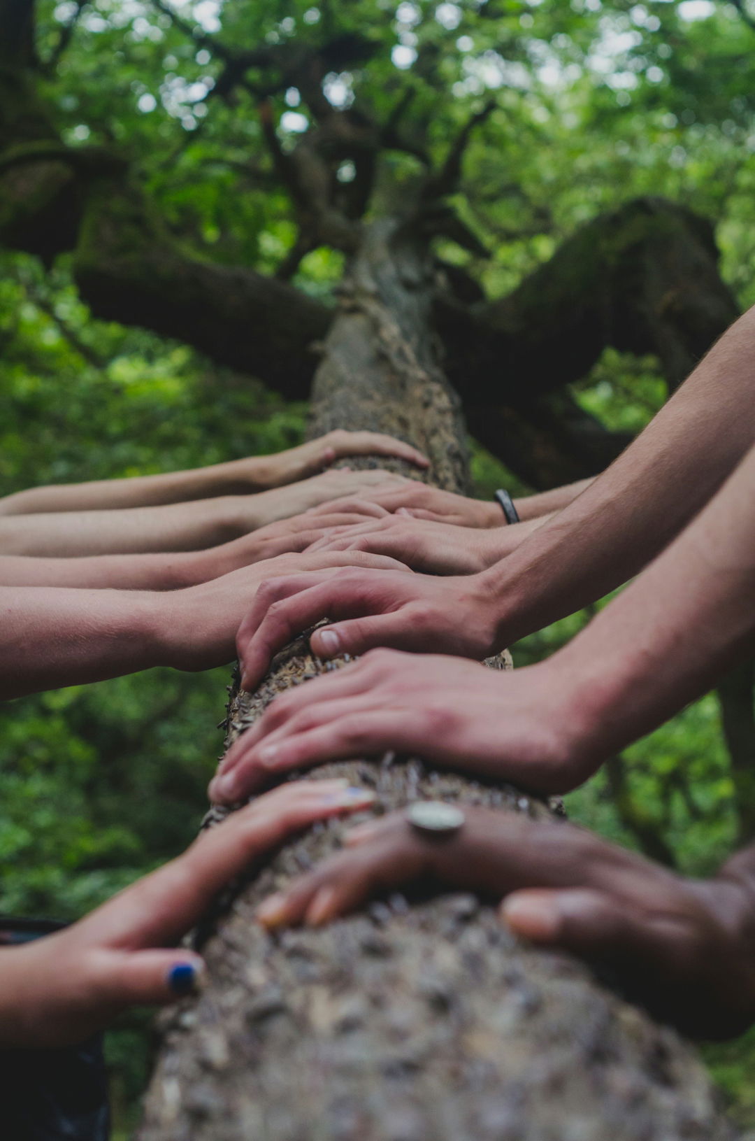 a-group-of-people-holding-hands-on-top-of-a-tree.jpg a group of people holding hands on top of a tree